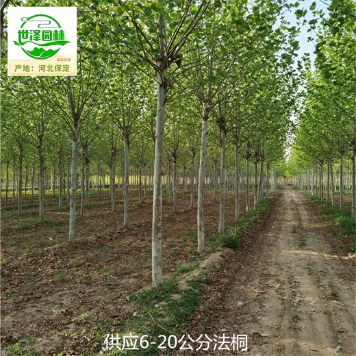 阿克蘇法桐,法國(guó)梧桐