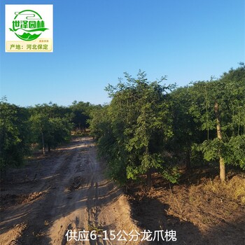 18公分龍爪槐報價,國槐樹