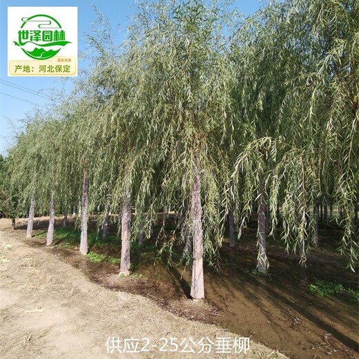 貴州銅仁垂柳苗木報(bào)價(jià)