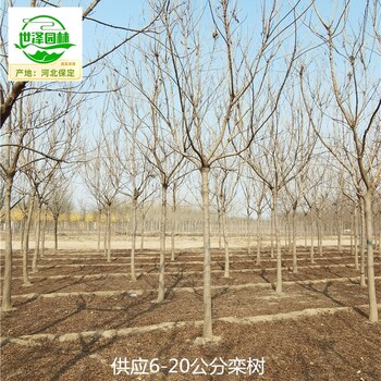 18公分欒樹廠家報價,北欒
