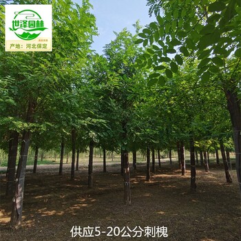14公分刺槐苗木批發(fā),白花洋槐