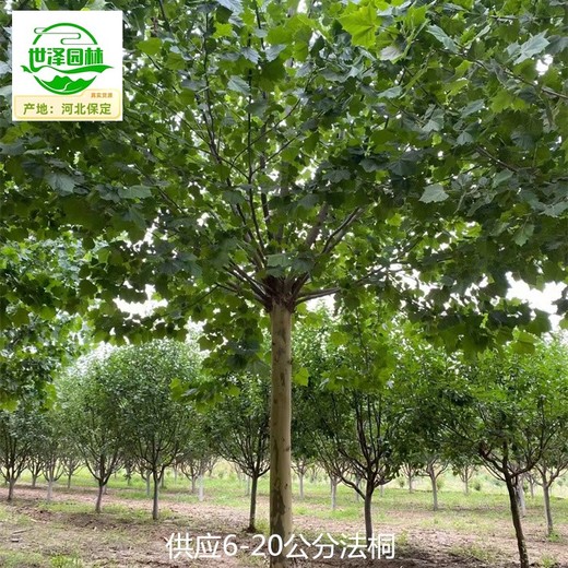 新疆吐魯番法桐廠家價格,新法桐