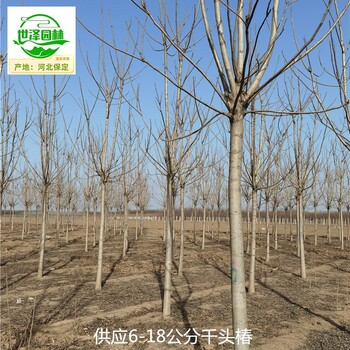 8公分千頭椿產(chǎn)地價(jià)格,臭椿樹(shù)