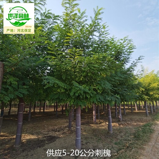 16公分刺槐苗圃基地