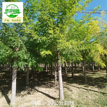 10公分刺槐信息價(jià),白花洋槐