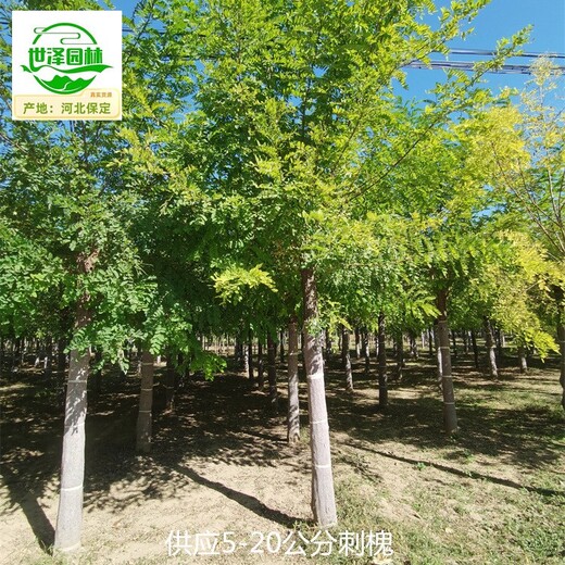 17公分刺槐產(chǎn)地出售