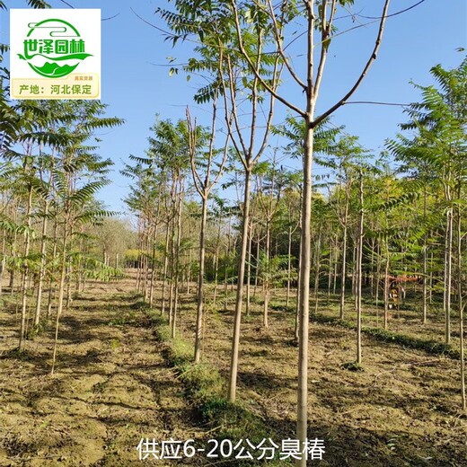 重慶九龍坡臭椿供應