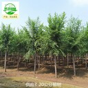 甘肅金昌榆樹(shù),發(fā)帽榆樹(shù)