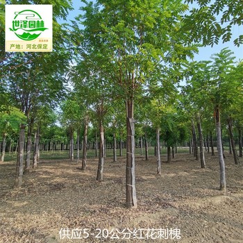 14公分紅花刺槐苗圃價(jià)格,紅花洋槐