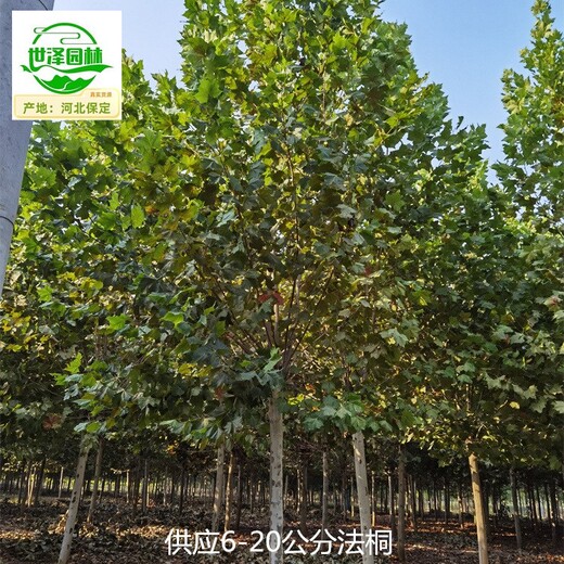 重慶巫溪法桐樹(shù),好養(yǎng)易活