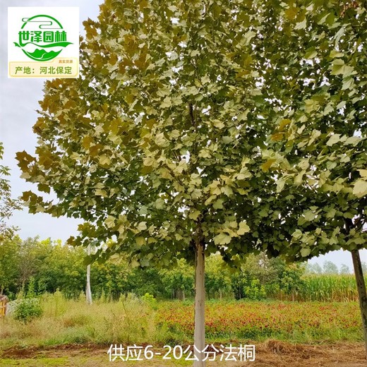 陽泉法桐