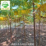 12公分火炬樹報(bào)價(jià),鹽膚木