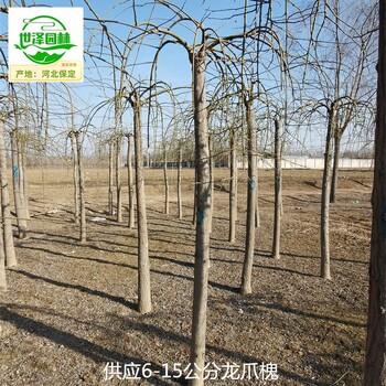14公分龍爪槐苗木出售,國槐樹