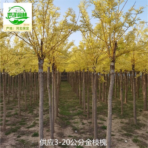 遼寧盤錦金枝槐出售,金枝國槐