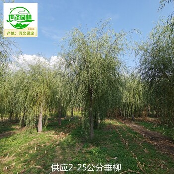 15公分垂柳基地,絳柳