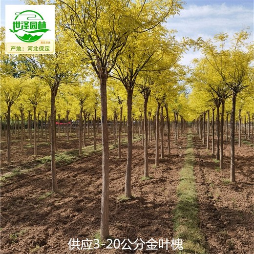 15公分金葉槐批發(fā),國槐樹(shù)