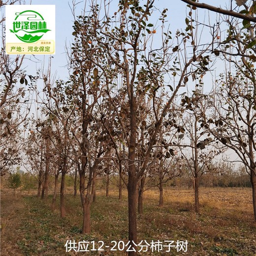 河南漯河柿子樹價格,工程種植