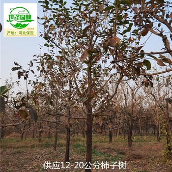 內(nèi)江柿子樹,工程種植