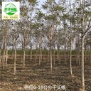 5公分千頭椿廠家出售,臭椿樹