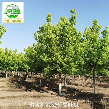 甘肅武威復(fù)葉槭基地,紅葉復(fù)葉槭