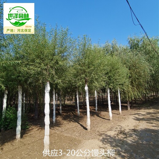 甘肅張掖饅頭柳出售,觀(guān)賞性強