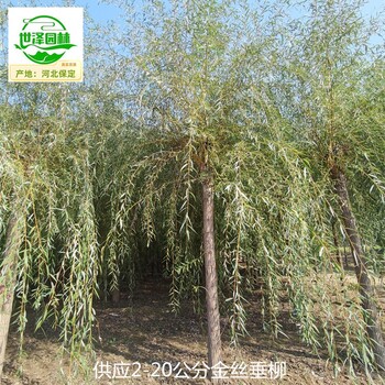安徽阜陽金絲垂柳,黃垂柳