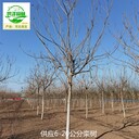 新疆烏魯木齊欒樹(shù),北方欒樹(shù)