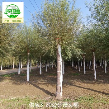 新疆北屯饅頭柳