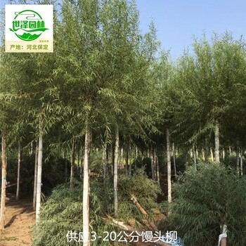 新疆北屯饅頭柳