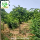 10公分龍爪槐基地報價,垂槐