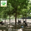 陜西漢中復(fù)葉槭苗木基地