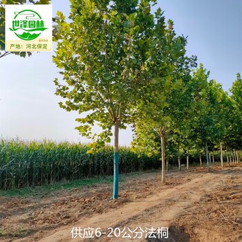 13公分法桐苗木供應(yīng),高大挺拔