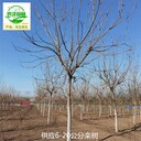 烏魯木齊欒樹苗木,北方欒樹