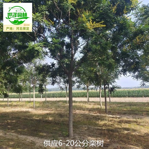 17公分欒樹(shù)基地出售