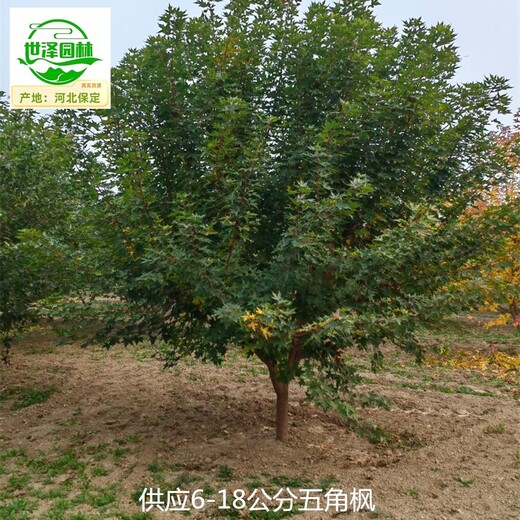 3公分五角楓苗木供應