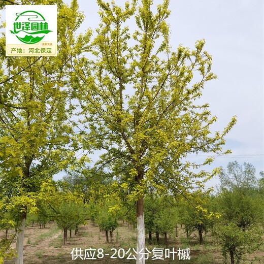 新疆可克達(dá)拉復(fù)葉槭,糖槭
