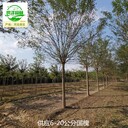 9公分國槐苗木,老式國槐