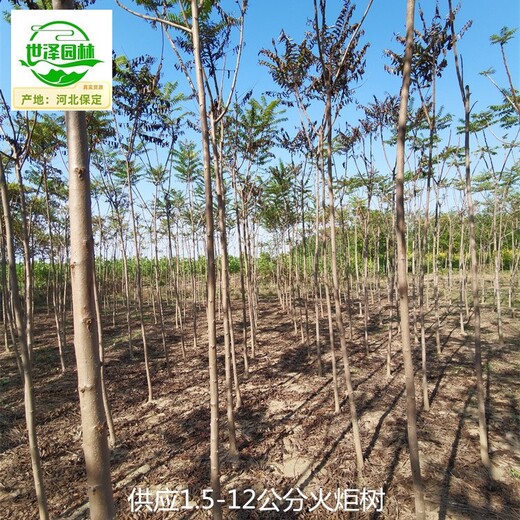 5公分火炬樹出售,適應(yīng)性廣