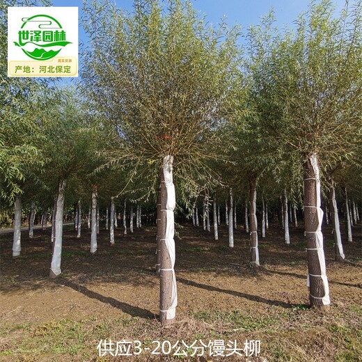 河南開(kāi)封10公分饅頭柳,旱柳