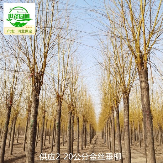 貴州黔南金絲垂柳苗木供應(yīng)