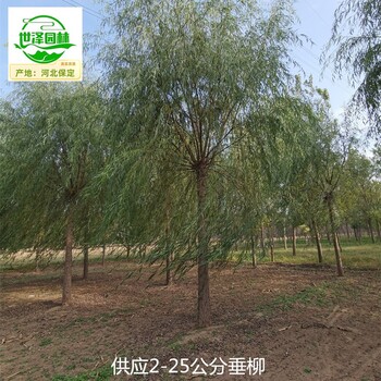 青海海南垂柳苗圃價(jià)格