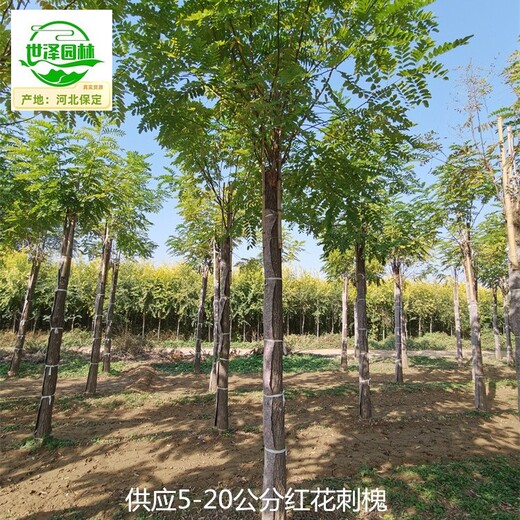 重慶云陽(yáng)紅花刺槐苗木批發(fā)