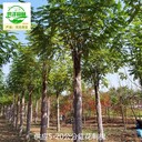 紅花刺槐苗圃?xún)r(jià)格,紅花槐