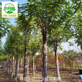 紅花刺槐苗圃價格,紅花槐