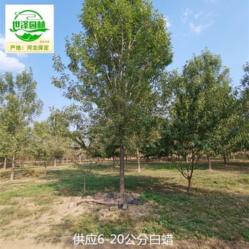 25公分白蠟信息價,桿直帽圓