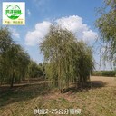 四川廣元垂柳苗圃報(bào)價(jià),垂楊柳