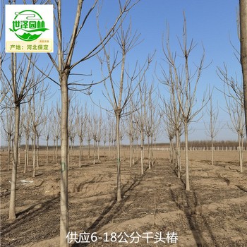 8公分千頭椿廠(chǎng)家供應,臭椿樹(shù)