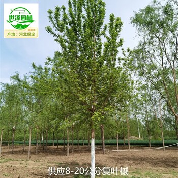 貴州黔西南復葉槭產(chǎn)地價格