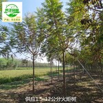 寧夏銀川火炬樹,叢生火炬樹