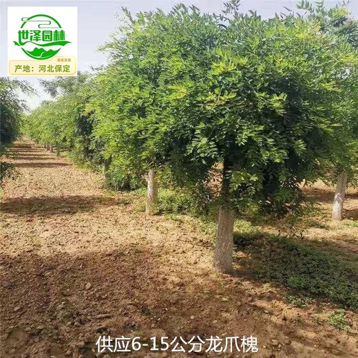 呼和浩特龍爪槐